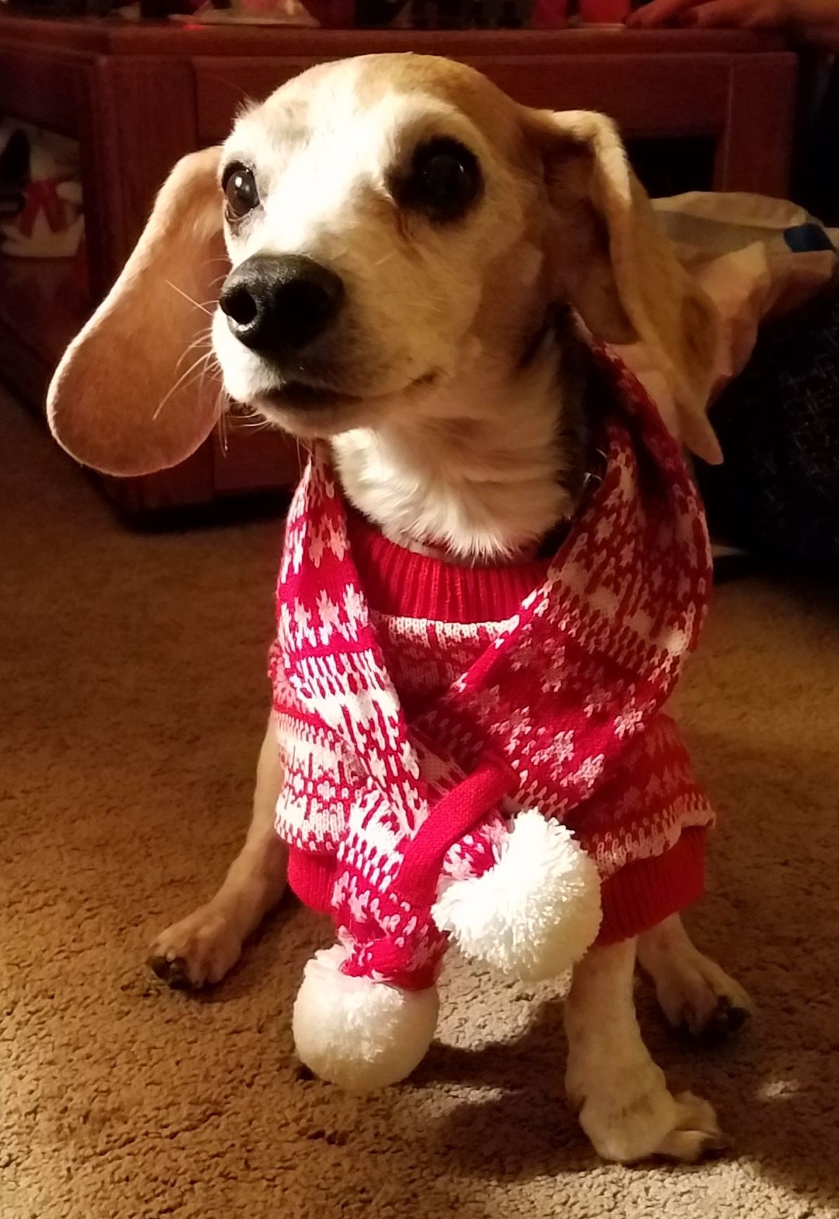 The Times Cutest Pets of Winter 2018